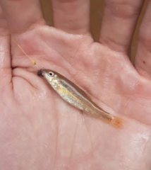 Nocomis leptocephalus