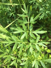 Cnidium cnidiifolium