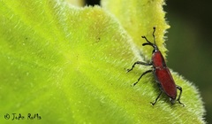 Rhodobaenus sanguineus