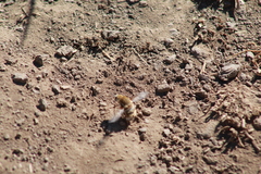 Heterostylum robustum