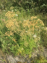 Cnidium cnidiifolium
