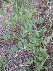 Baptisia sphaerocarpa