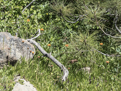 Raillardella pringlei