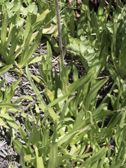 Raillardella pringlei