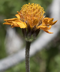 Raillardella pringlei