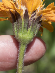 Raillardella pringlei