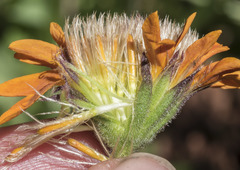 Raillardella pringlei