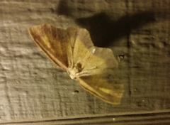 Antepione thisoaria