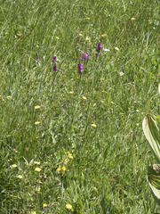 Sidalcea oregana spicata