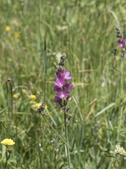 Sidalcea oregana spicata