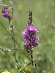 Sidalcea oregana spicata