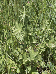 Sidalcea oregana spicata