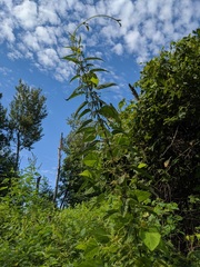 Urtica dioica dioica