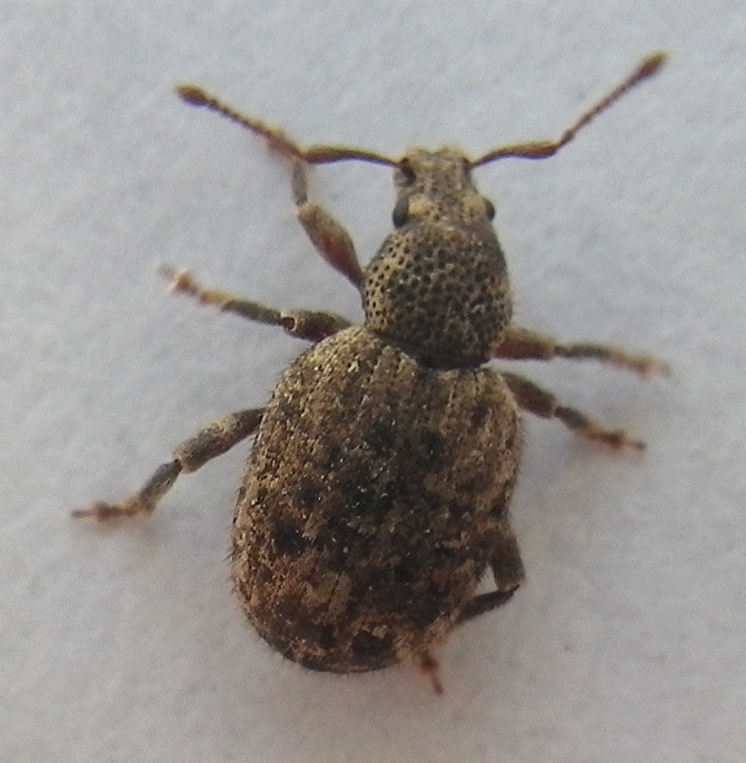 Nemocestes puncticollis