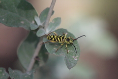Ochraethes obliquus
