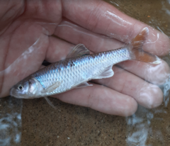 Fieryblack Shiner photo 5