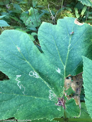 Phytomyza spondylii group