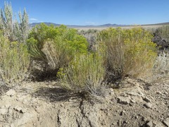 Chrysothamnus viscidiflorus puberulus