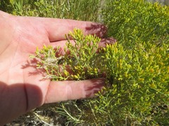 Chrysothamnus viscidiflorus puberulus