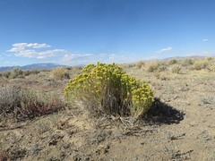 Chrysothamnus viscidiflorus puberulus