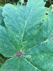 Phytomyza spondylii group