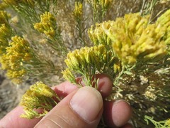 Chrysothamnus viscidiflorus puberulus