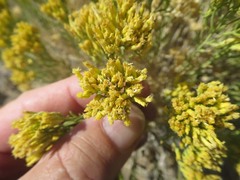 Chrysothamnus viscidiflorus puberulus