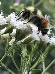 Bombus ternarius
