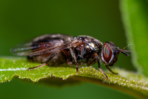 Senopterina foxleei