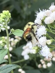 Bombus ternarius