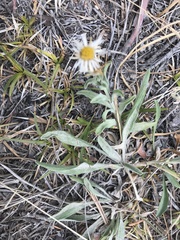 Erigeron caespitosus