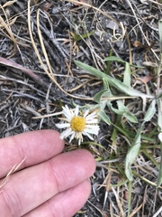 Erigeron caespitosus