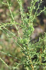 Rhopalomyia strobiligemma