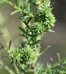 Rhopalomyia strobiligemma