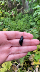 Belocaulus angustipes