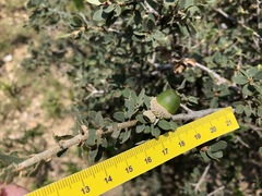 Quercus striatula