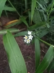 Angiospermae
