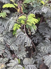 Paraserianthes