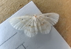 Hydrelia albifera