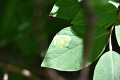 Leucanthiza dircella