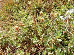 Castilleja peirsonii