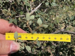 Quercus striatula