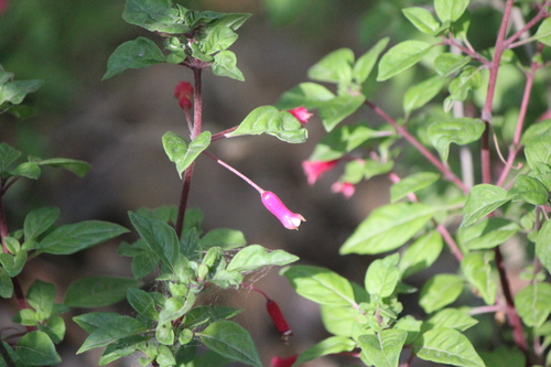 Fuchsia encliandra (Fuchsia encliandra)
