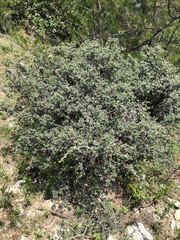 Quercus striatula
