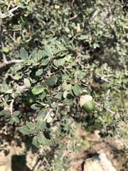Quercus striatula
