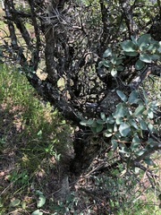 Quercus striatula