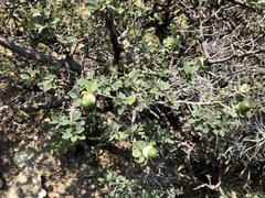 Quercus striatula