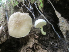 Lactifluus gerardii