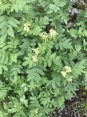 Astragalus americanus