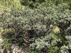Quercus striatula